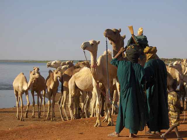 niger kamele